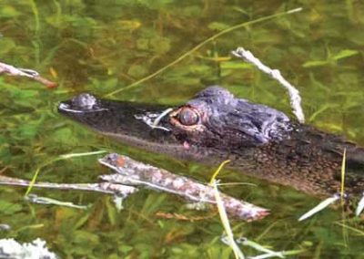 Alligator