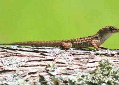 Cuban anole