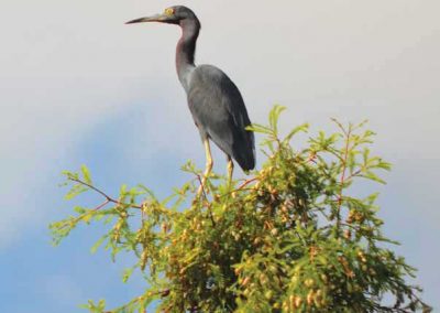 Little blue heron