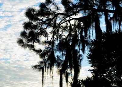 Longleaf pine and Spanish moss