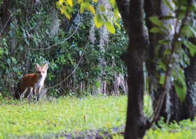 Red fox