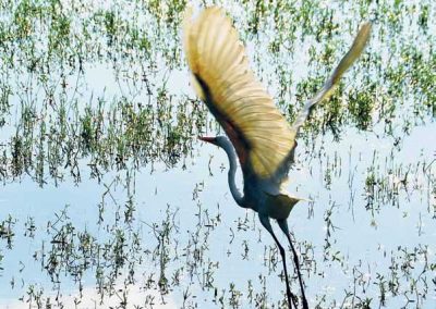 Sandhill Crane