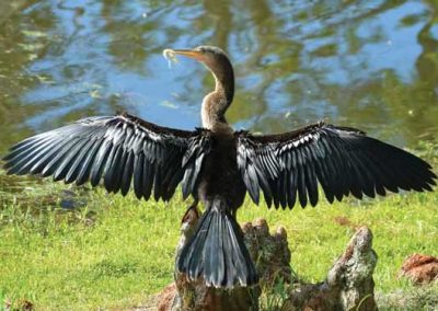 Anhinga